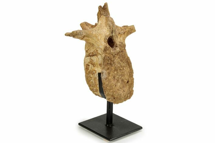 Fossil Theropod (Spinosaurus?) Dorsal Vertebra - Kem Kem Beds #227497